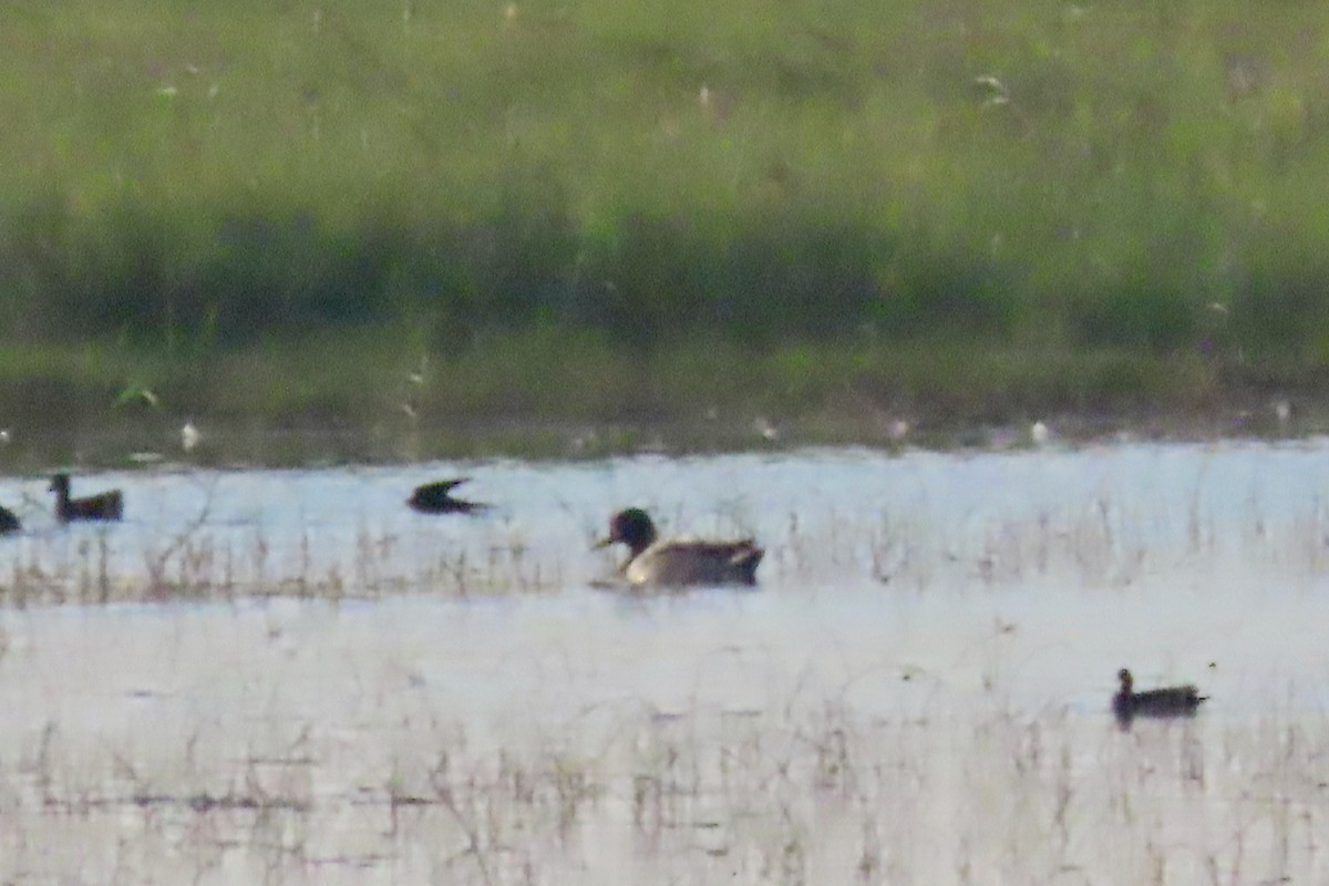 Eurasian Wigeon - ML645313692