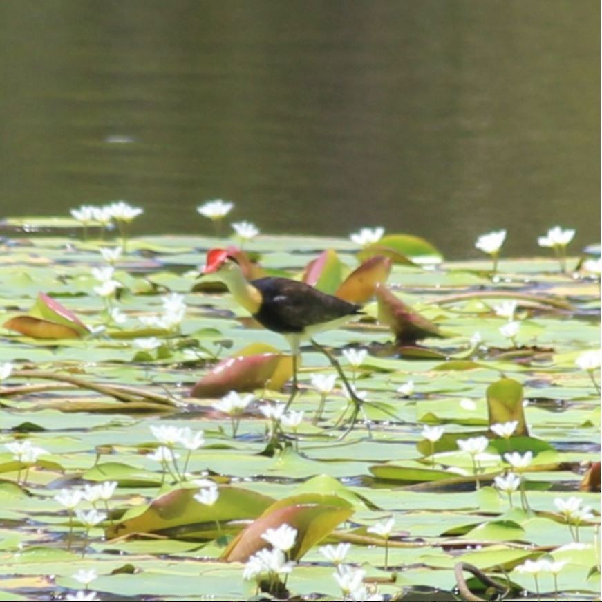 Comb-crested Jacana - ML645313693