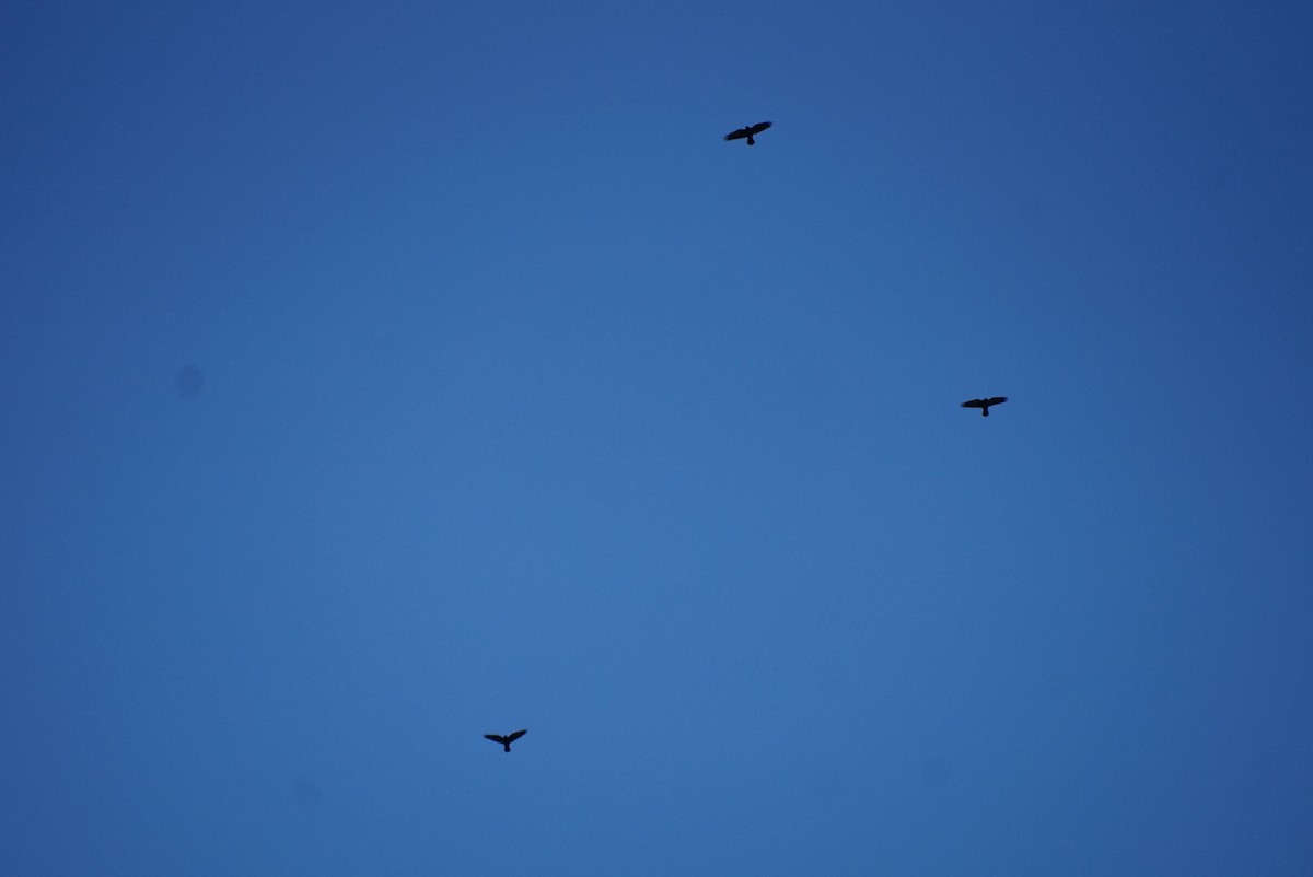 Fish Crow - ML645313694