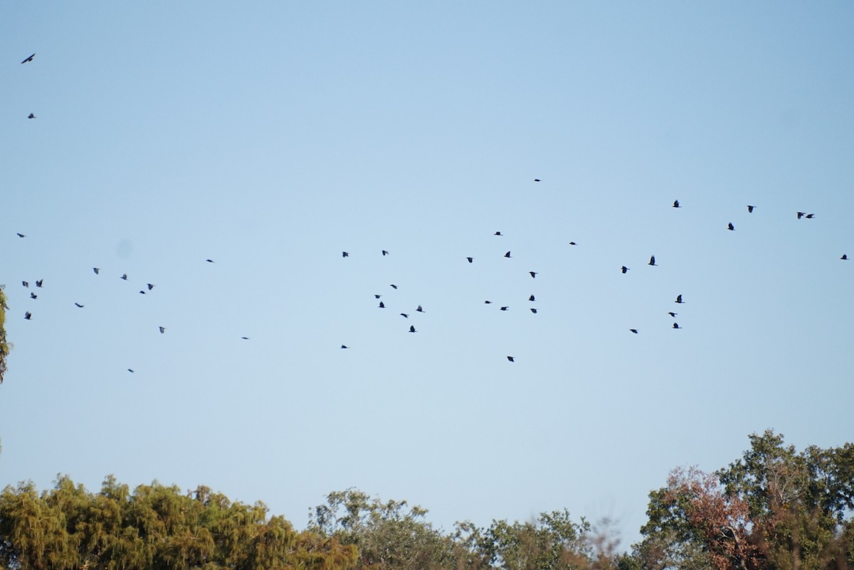 Fish Crow - ML645313695