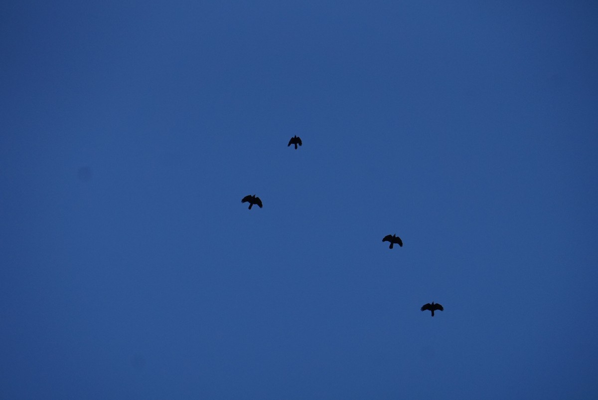 Fish Crow - ML645313696