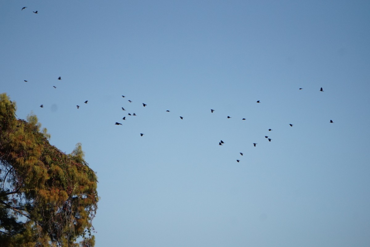 Fish Crow - ML645313697