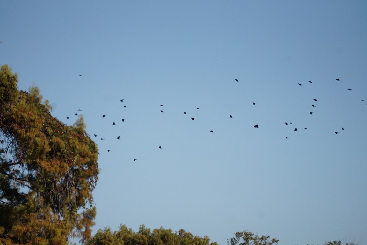 Fish Crow - ML645313698