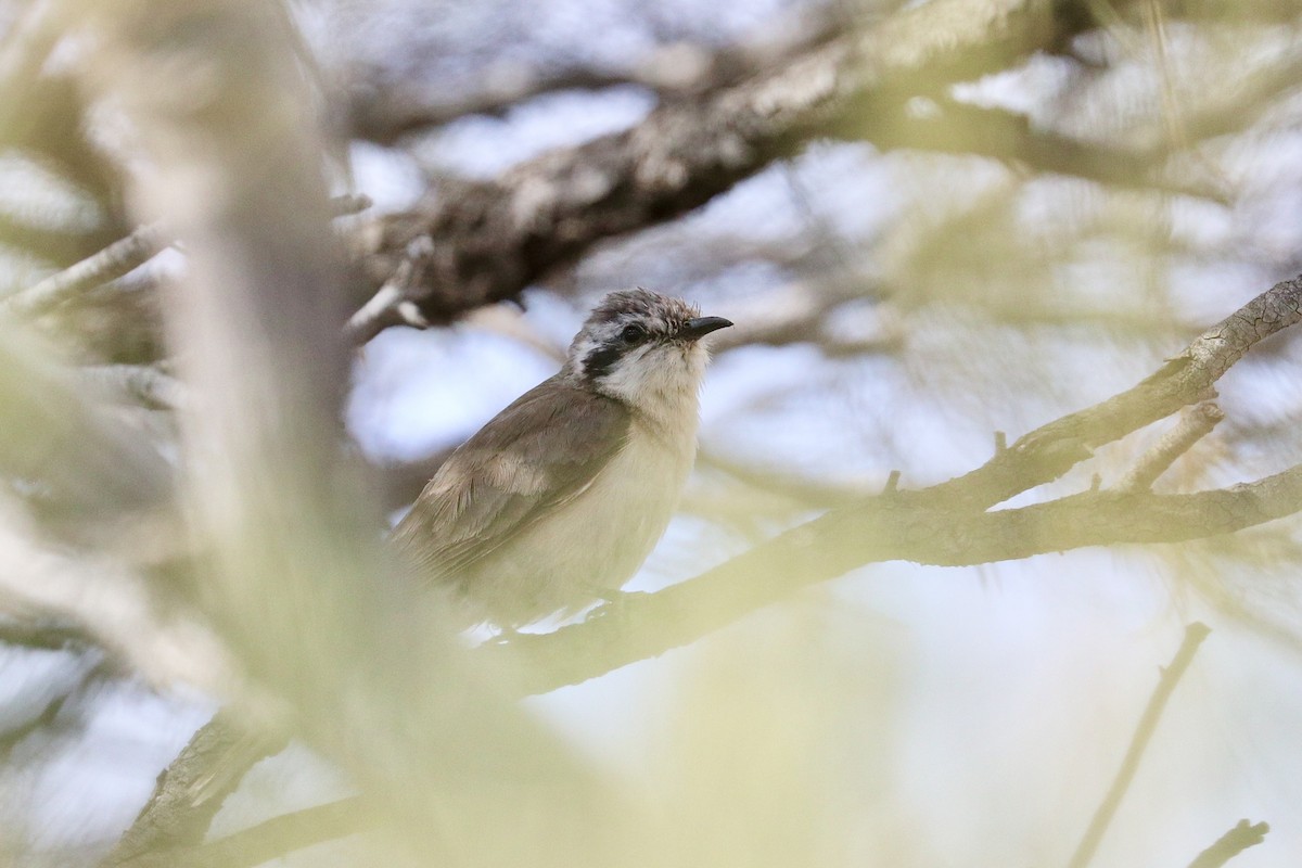 Black-eared Cuckoo - ML645313699