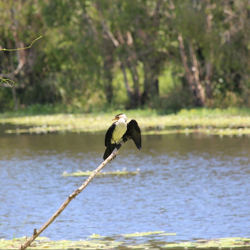 Little Pied Cormorant - ML645313700