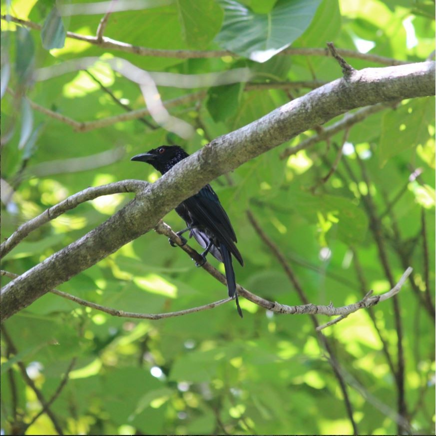 Spangled Drongo - ML645313701