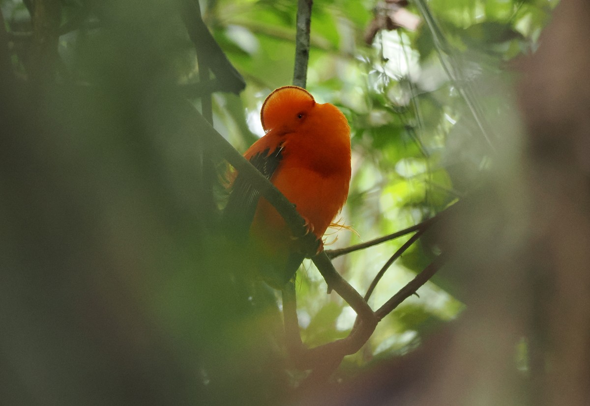 Guianan Cock-of-the-rock - ML645313704