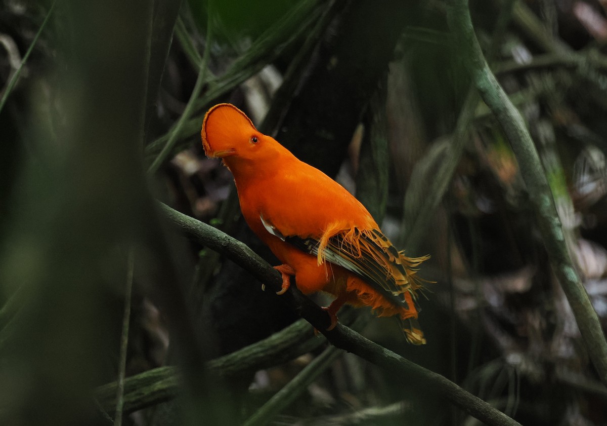 Guianan Cock-of-the-rock - ML645313705