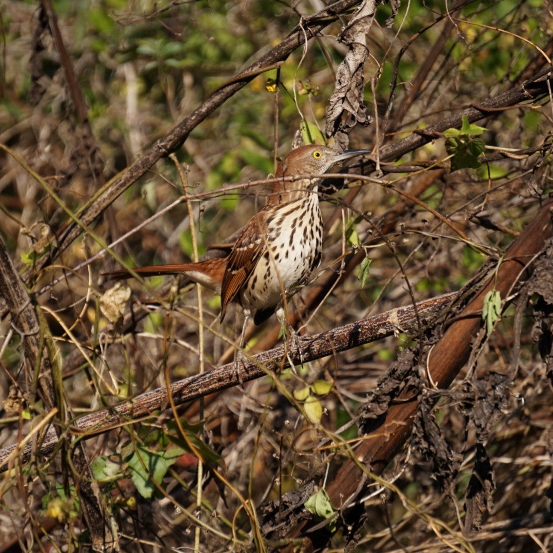 Brown Thrasher - ML645313707