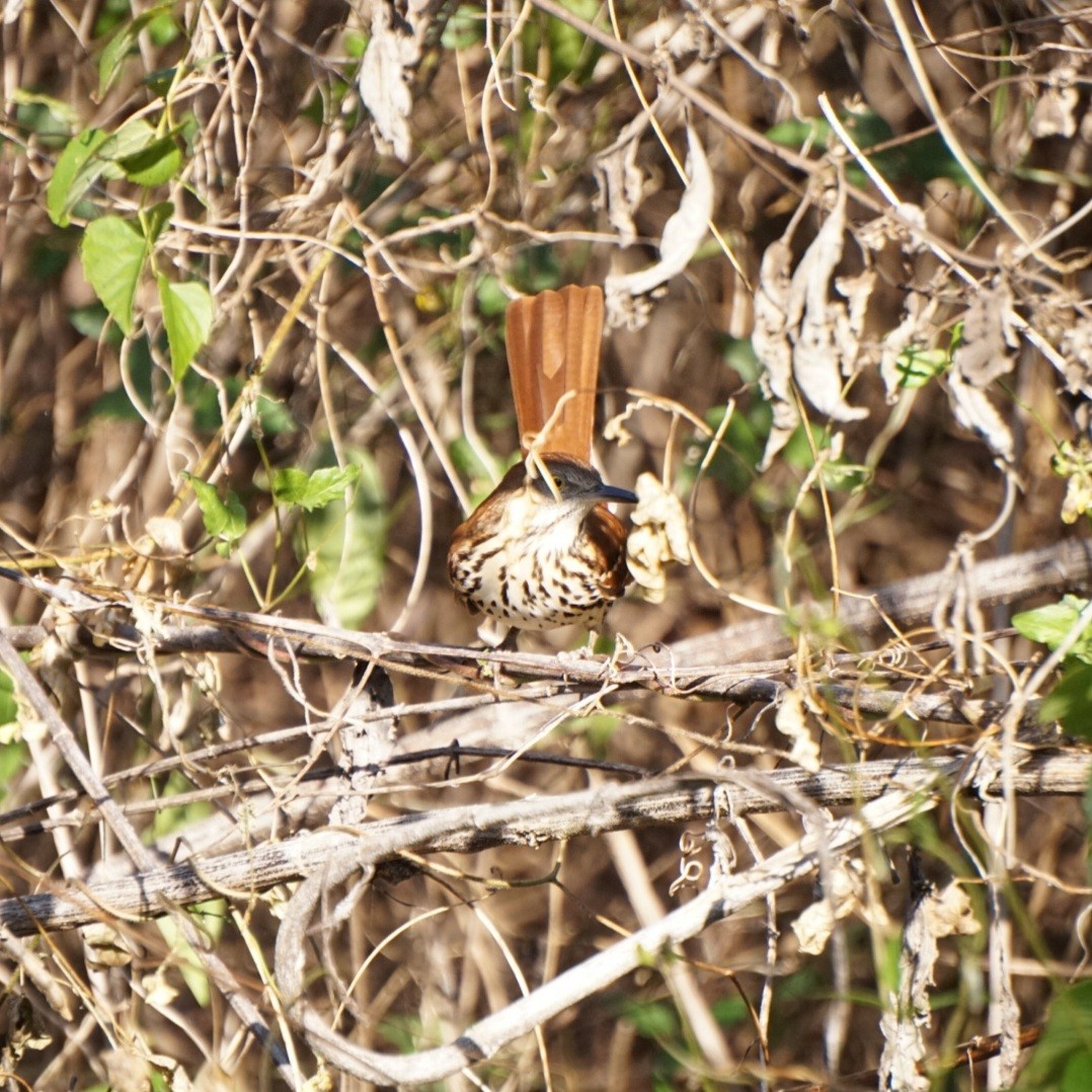 Brown Thrasher - ML645313708