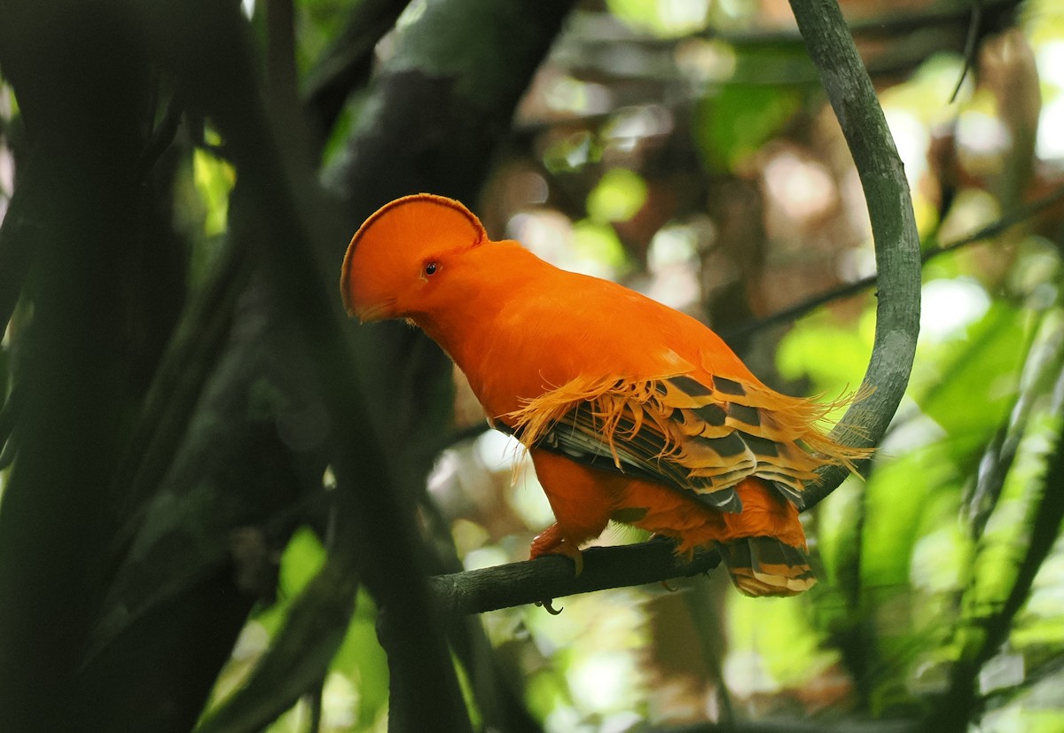 Guianan Cock-of-the-rock - ML645313713