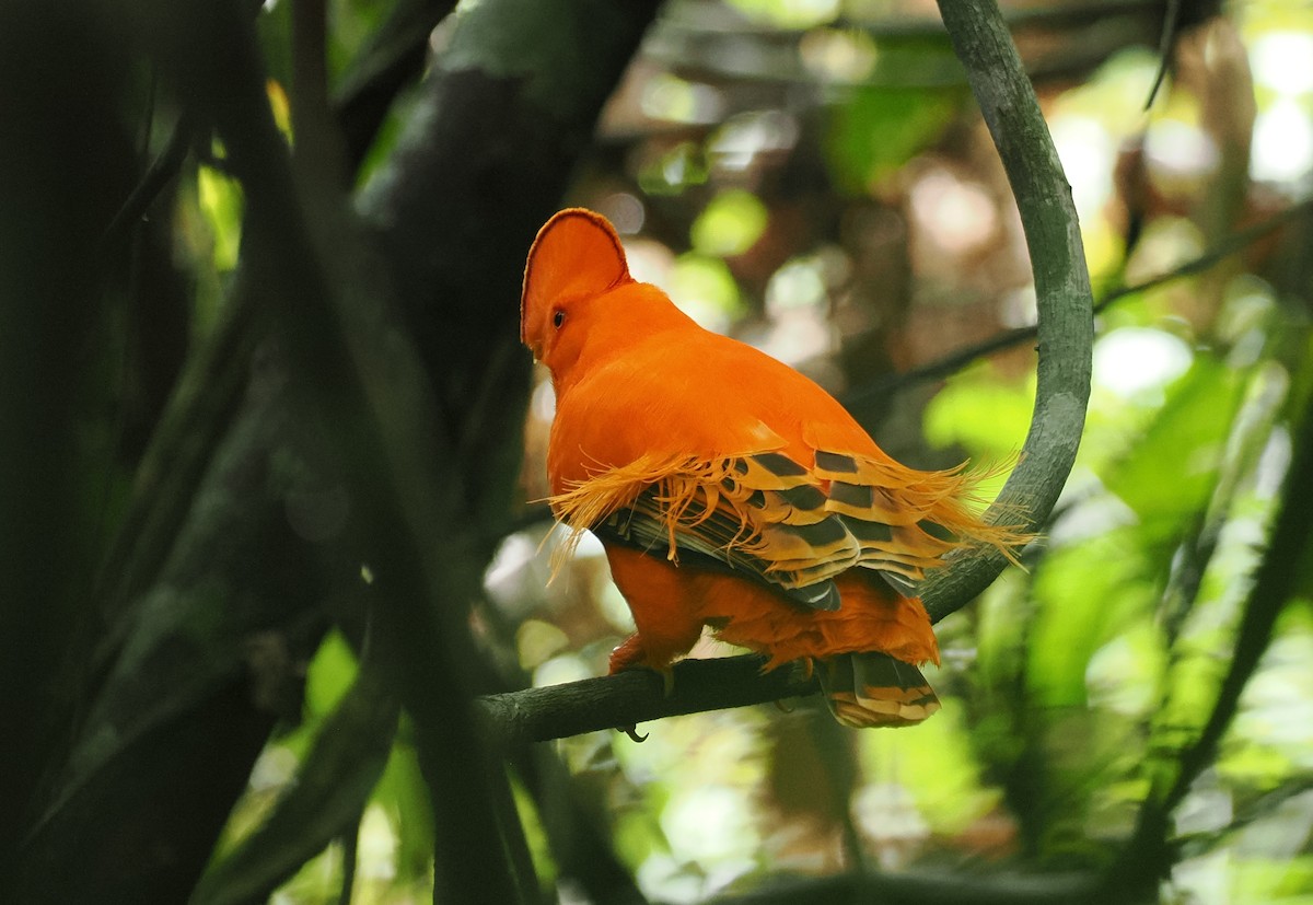 Guianan Cock-of-the-rock - ML645313714