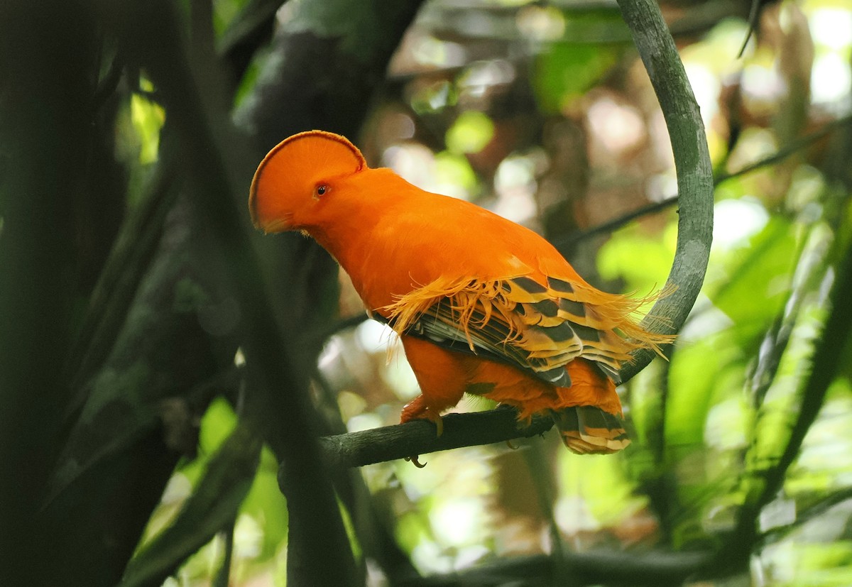 Guianan Cock-of-the-rock - ML645313715