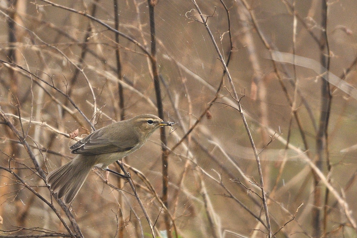 Common Chiffchaff - ML645313718