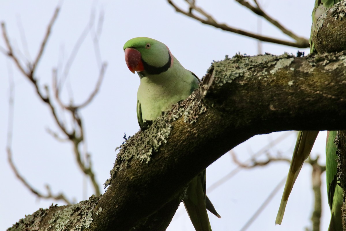 Alexandrine Parakeet - ML645313719