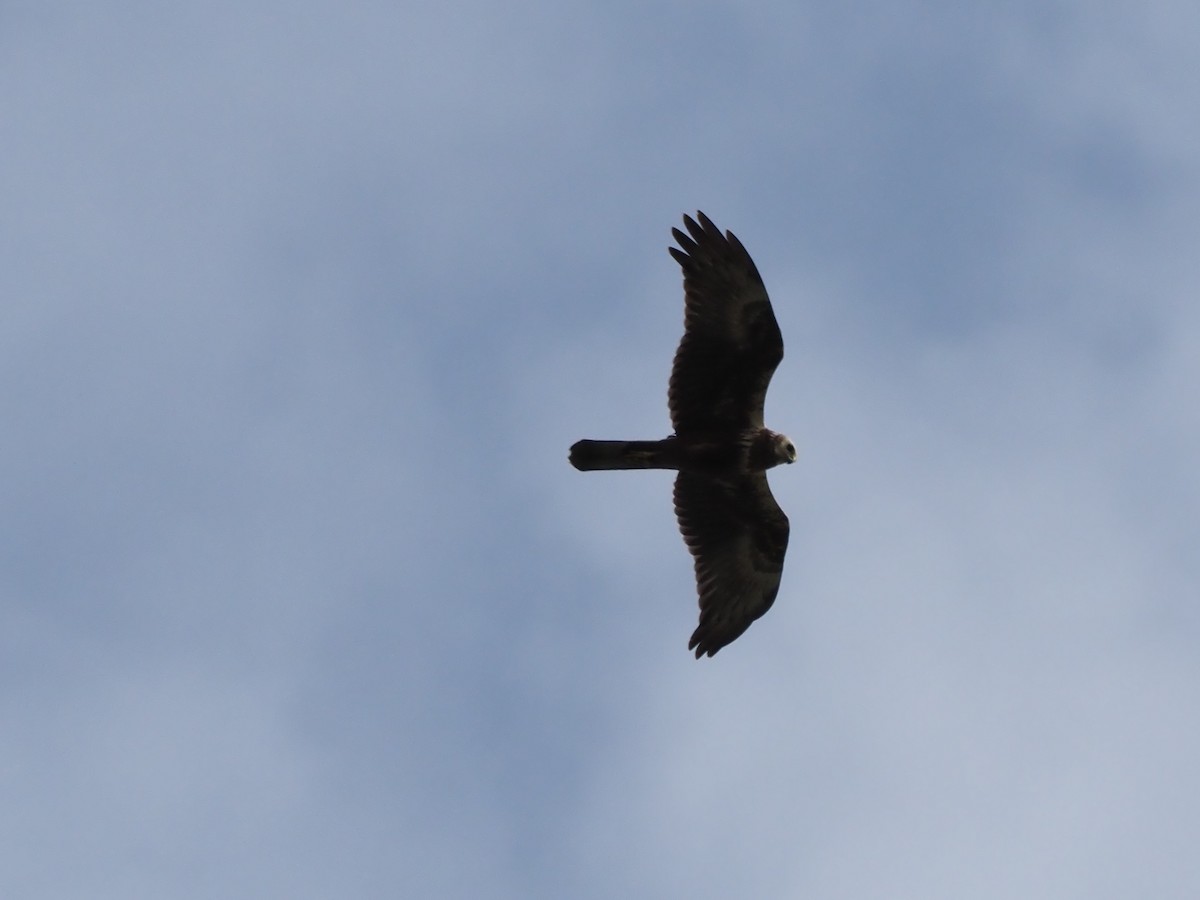 Eastern Marsh Harrier - ML645313721
