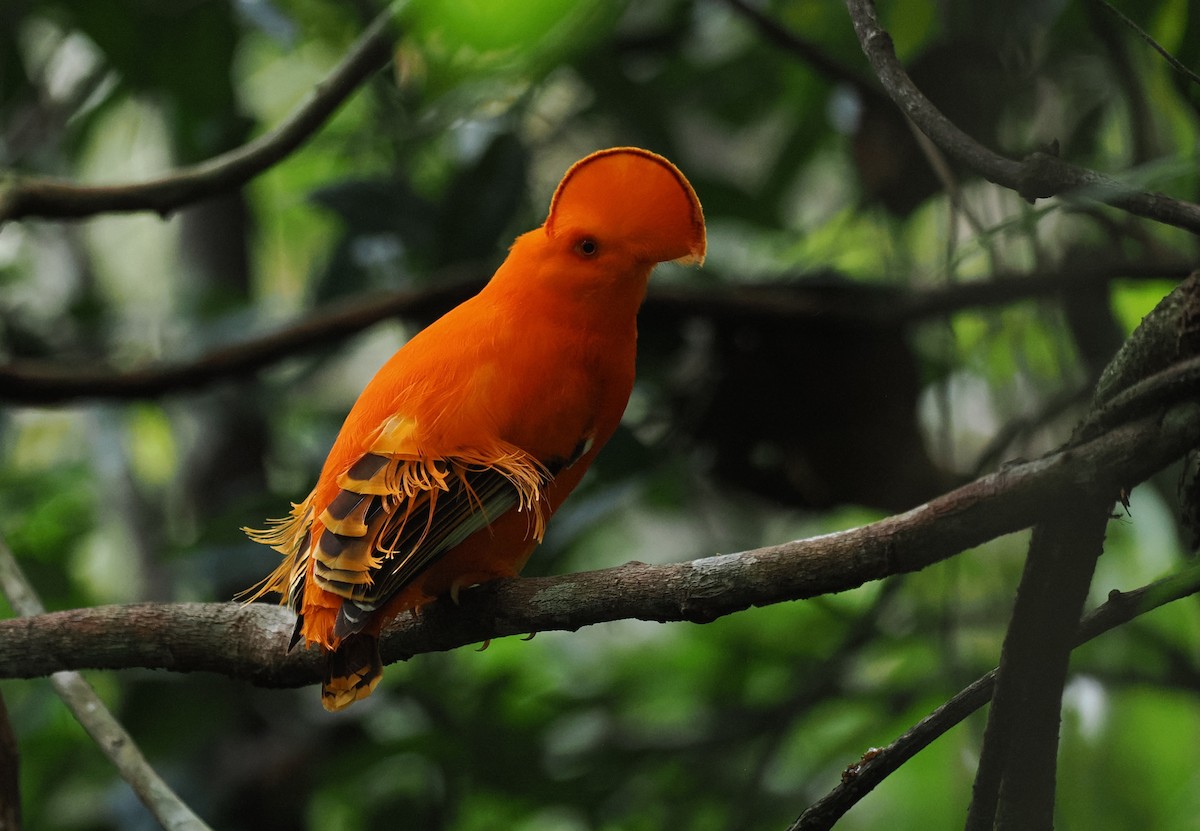 Guianan Cock-of-the-rock - ML645313722