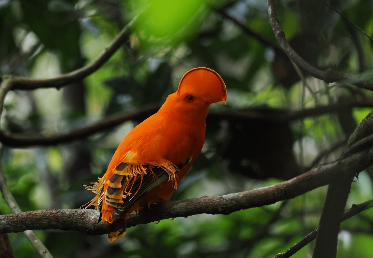 Guianan Cock-of-the-rock - ML645313724