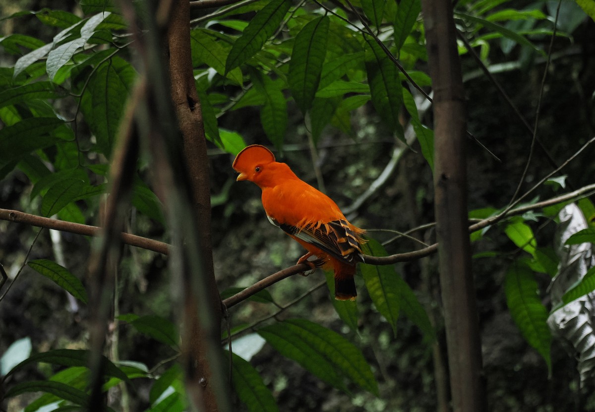 Guianan Cock-of-the-rock - ML645313725
