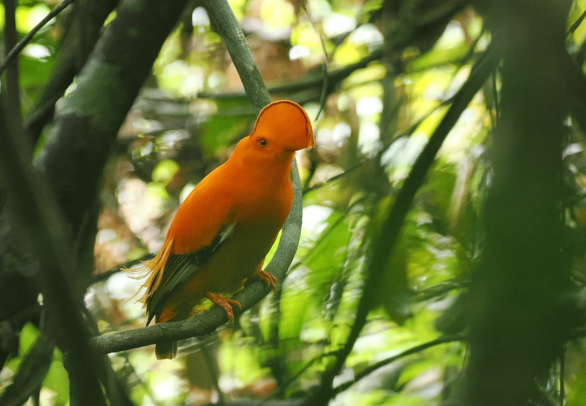Guianan Cock-of-the-rock - ML645313726