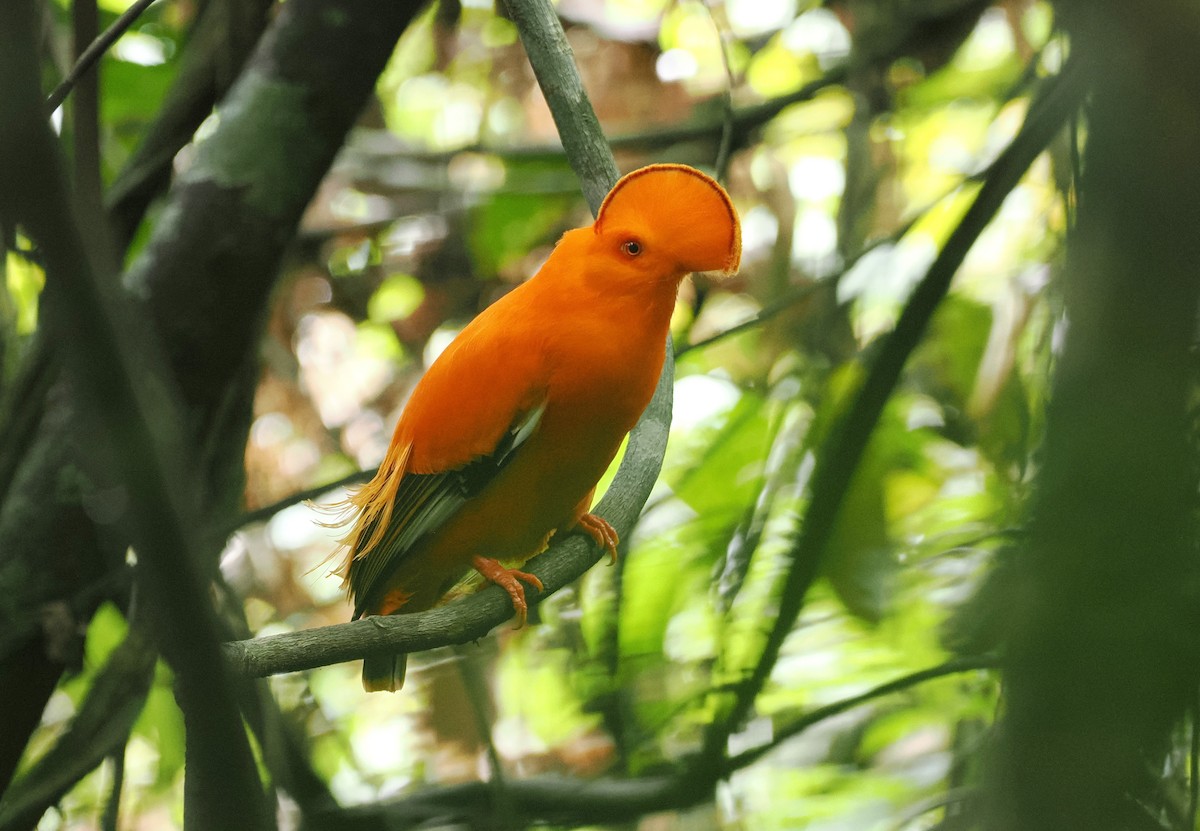 Guianan Cock-of-the-rock - ML645313727