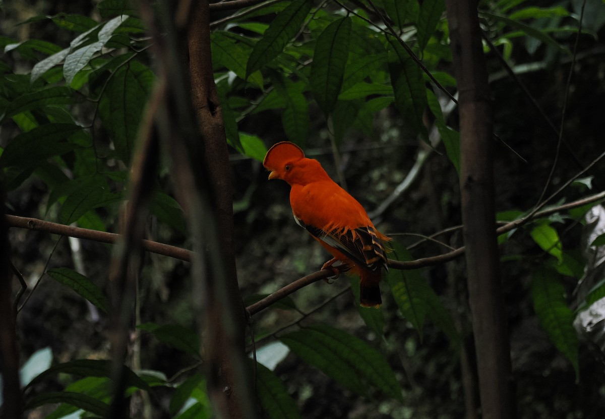 Guianan Cock-of-the-rock - ML645313728