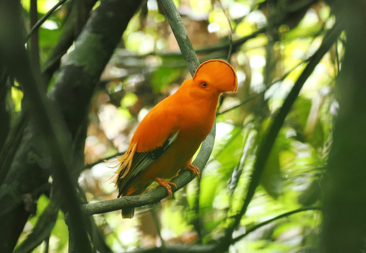 Guianan Cock-of-the-rock - ML645313729
