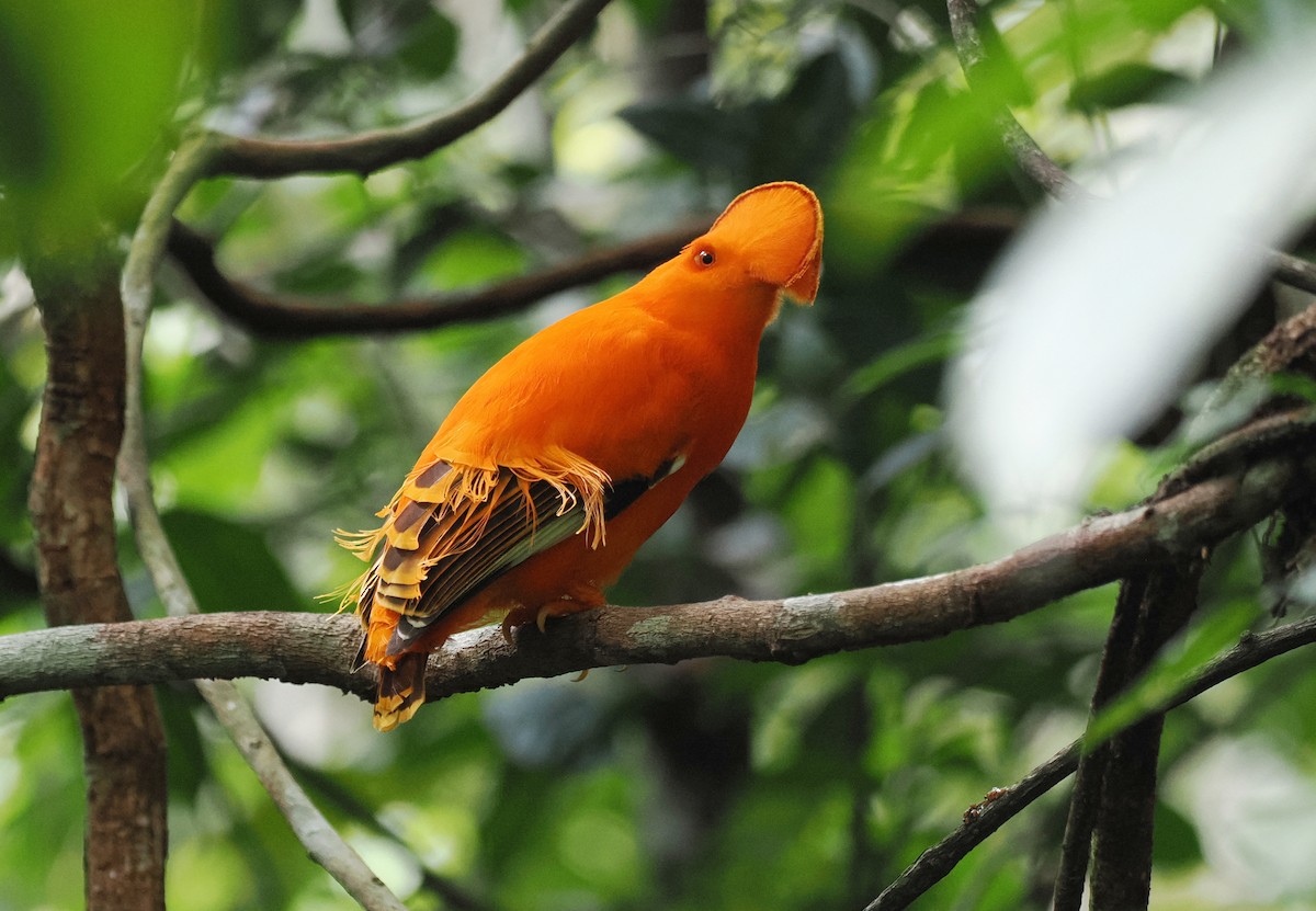 Guianan Cock-of-the-rock - ML645313730