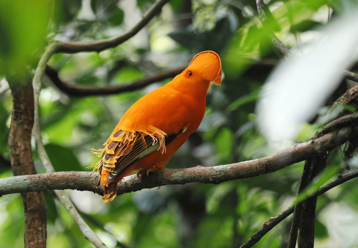 Guianan Cock-of-the-rock - ML645313731