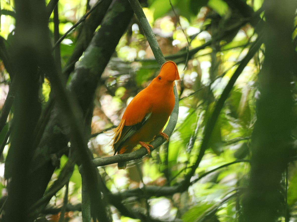 Guianan Cock-of-the-rock - ML645313732