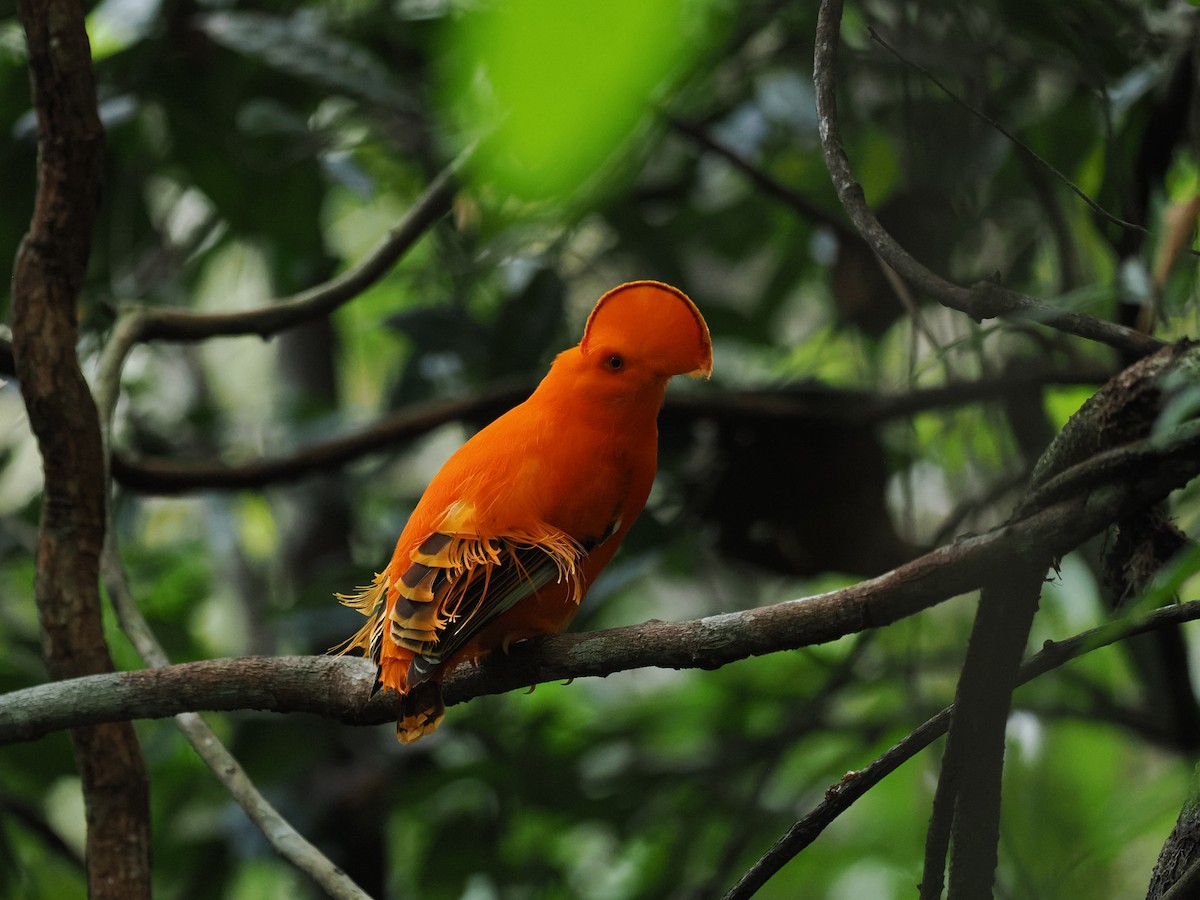 Guianan Cock-of-the-rock - ML645313733