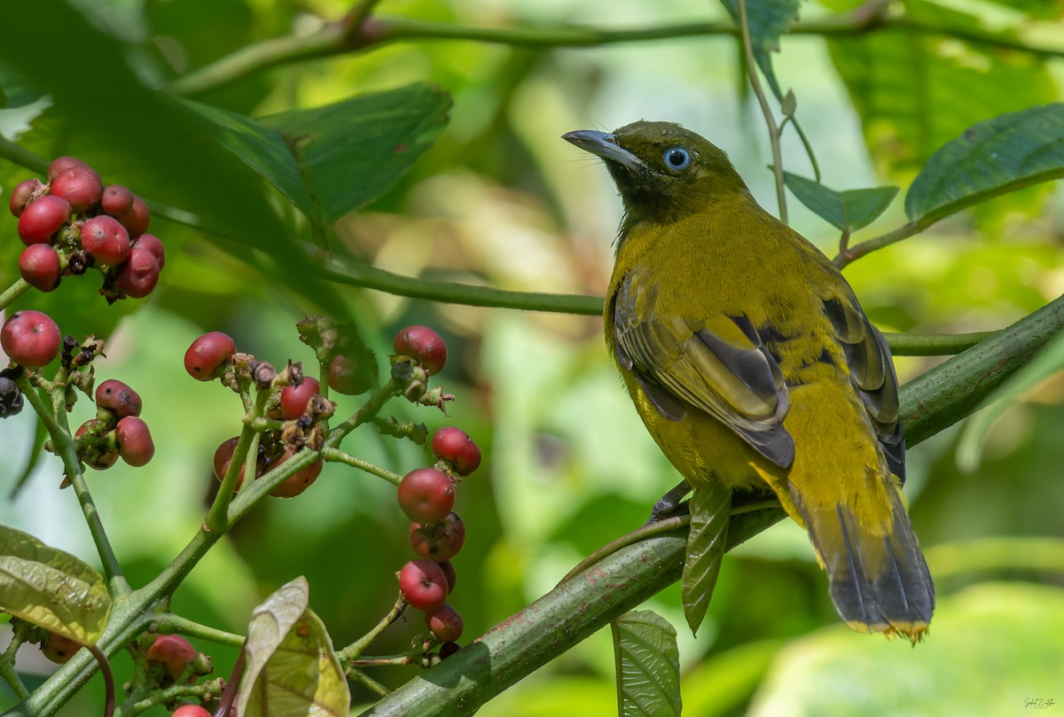 Andaman Bulbul - ML645313735