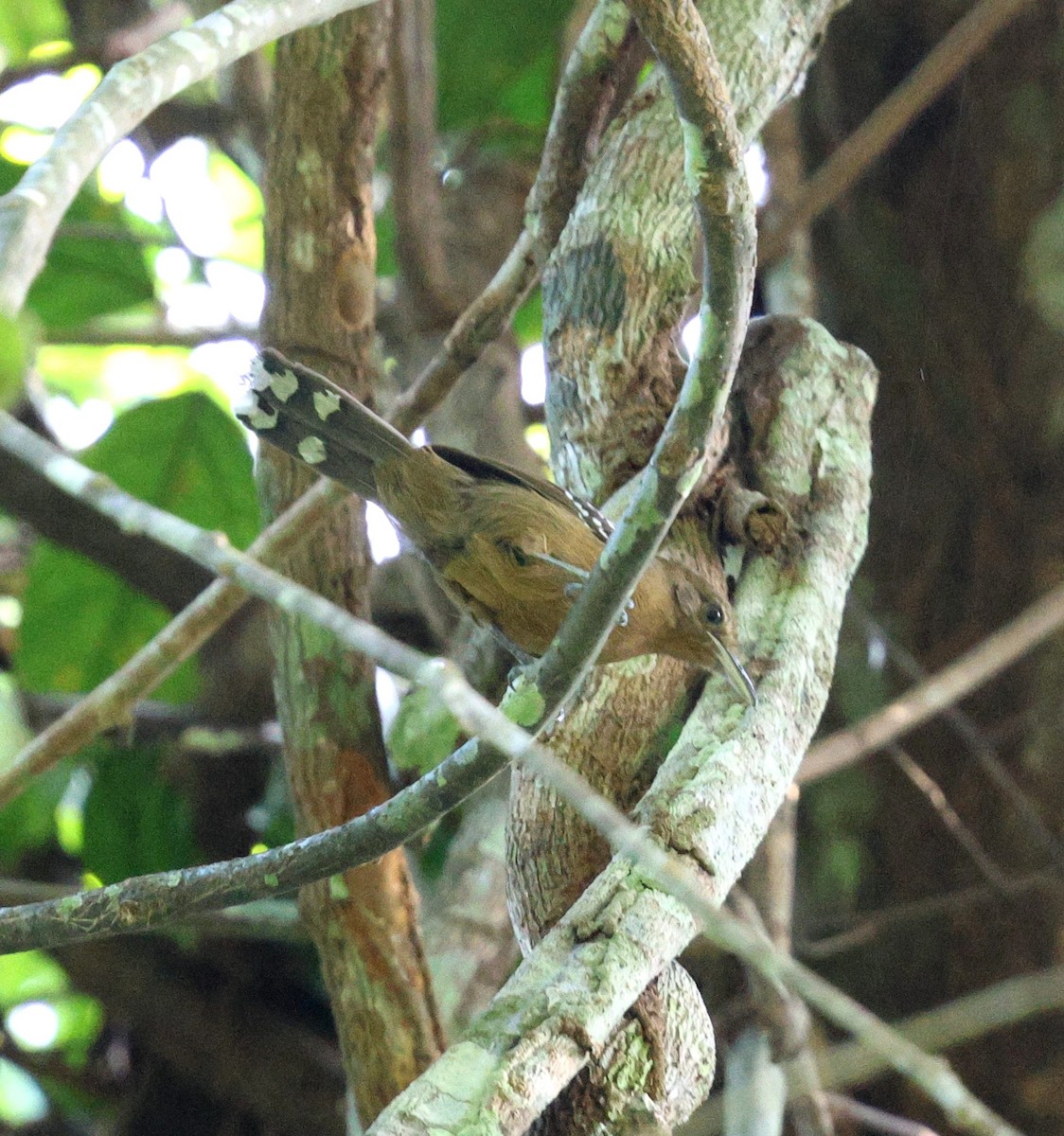 Grisin ardoisé - ML645313739