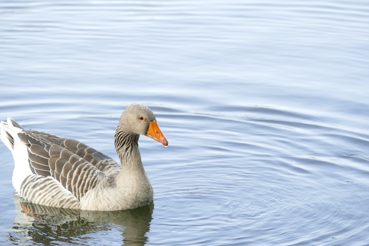 Graylag Goose (Domestic type) - ML645313743