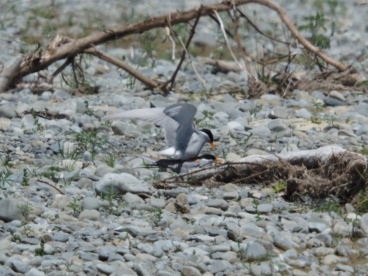 Black-fronted Tern - ML645313753