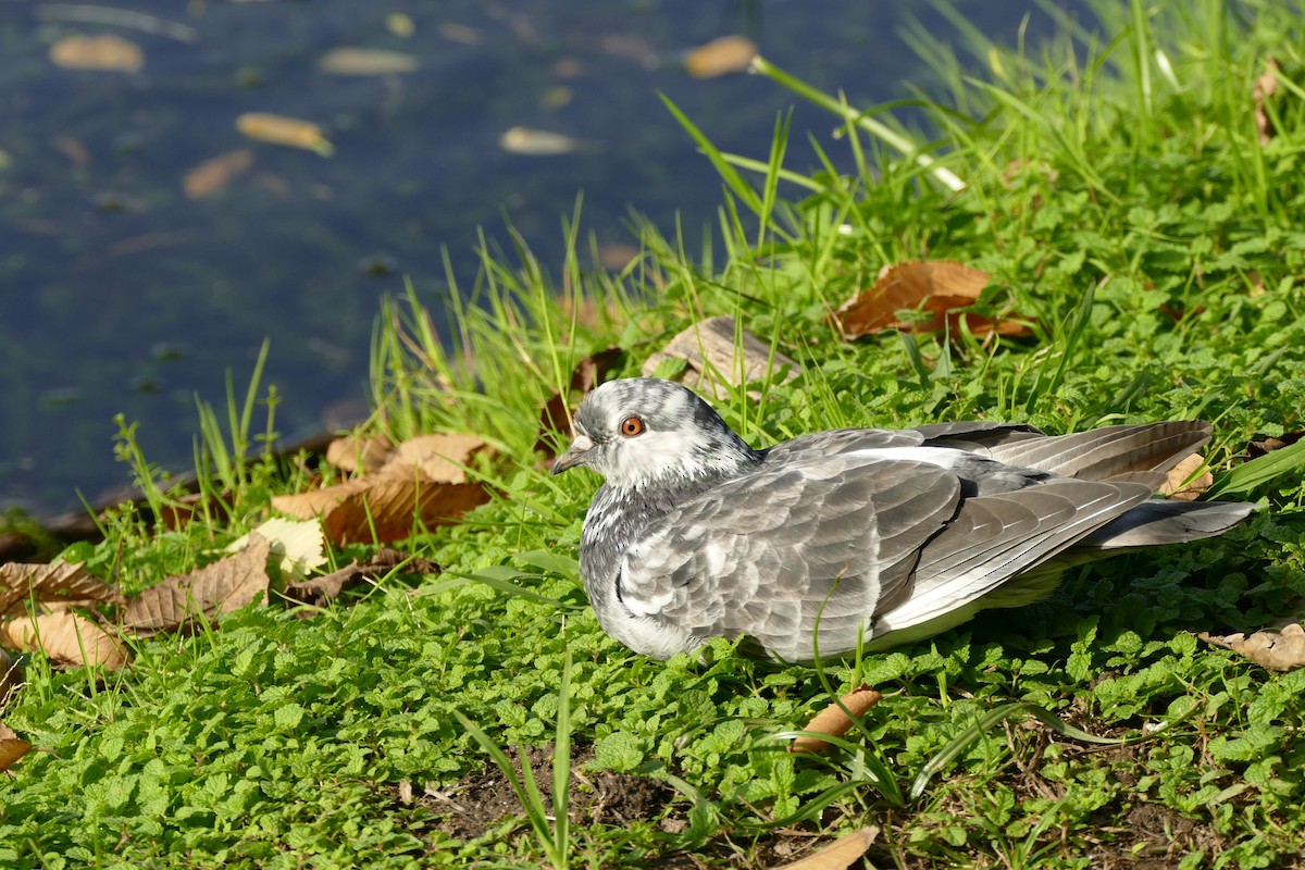 יונת בית - ML645313754