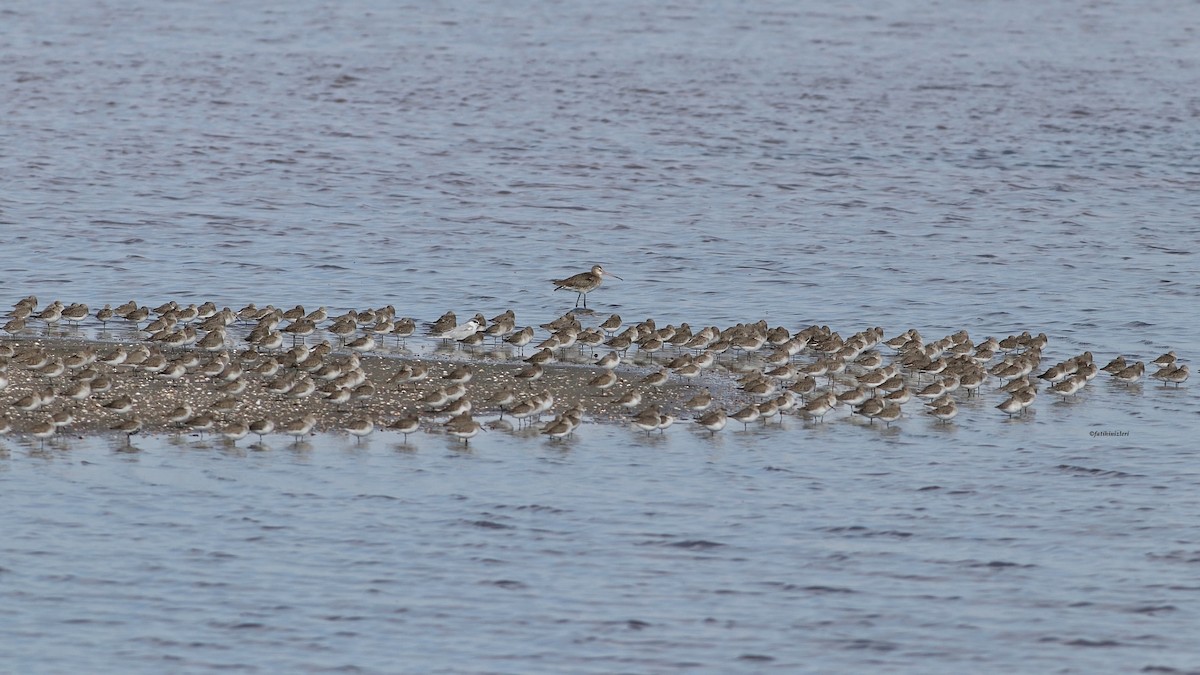 Dunlin - ML645313756