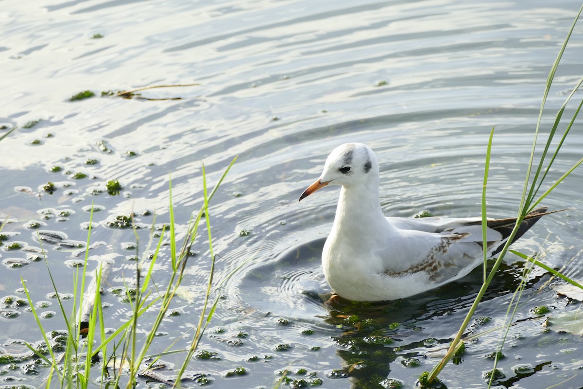 Мартиновий sp. - ML645313764