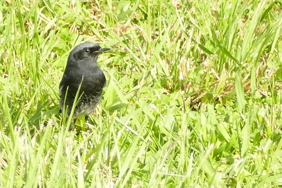 Hausrotschwanz - ML645313765