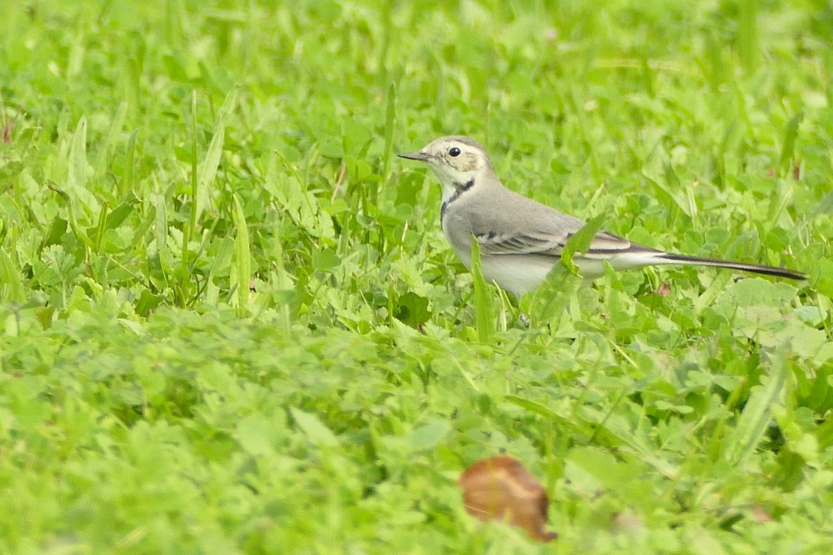 Gebirgsstelze - ML645313771