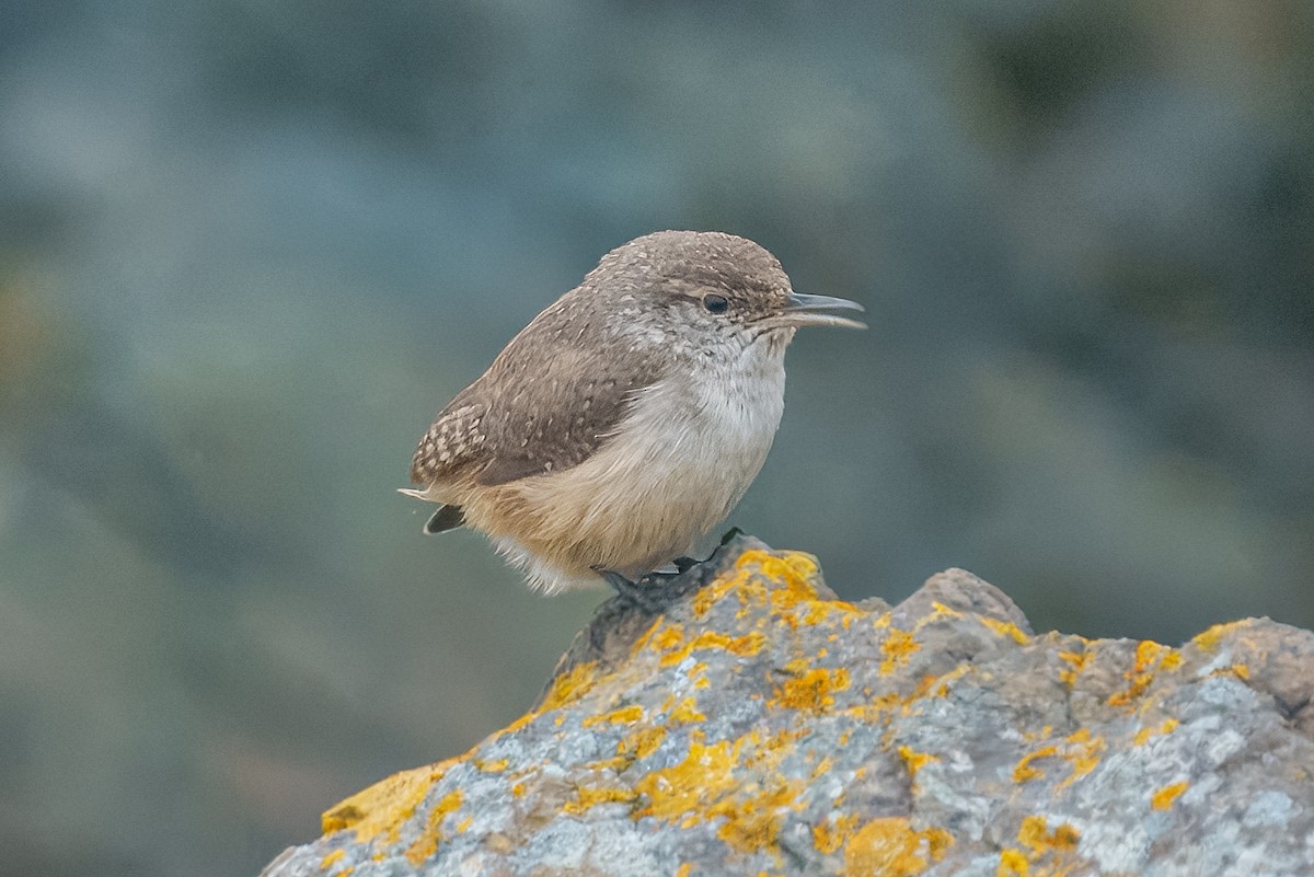 Rock Wren - ML645313775