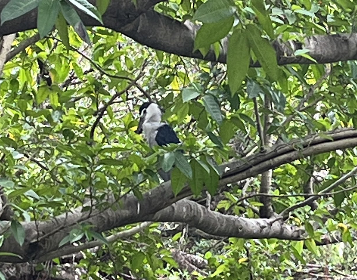 Black-crowned Night Heron - ML645313777
