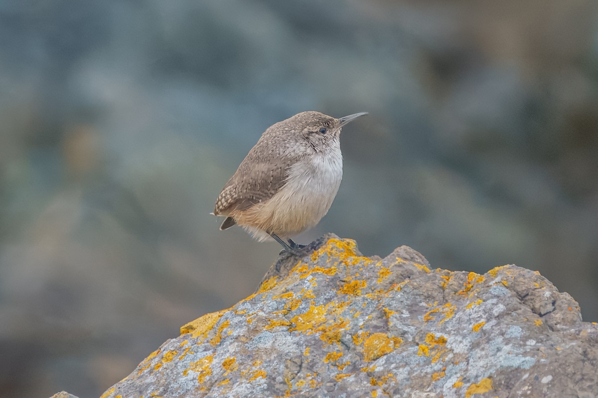Rock Wren - ML645313783