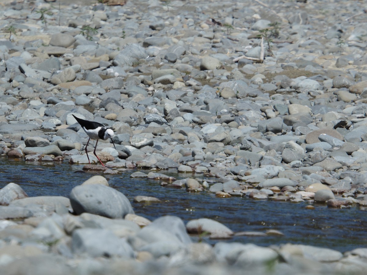 Zankaluze pintoa - ML645313787