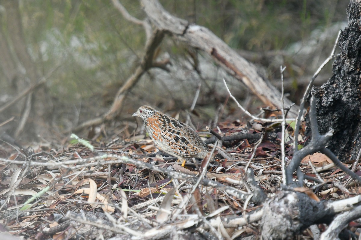 Painted Buttonquail - ML645313796