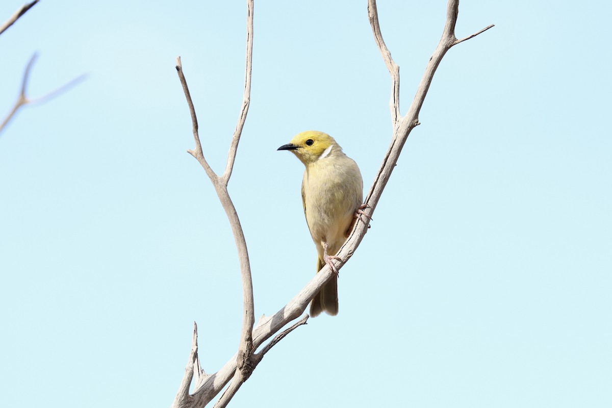 hvitsmykkehonningeter - ML645313797