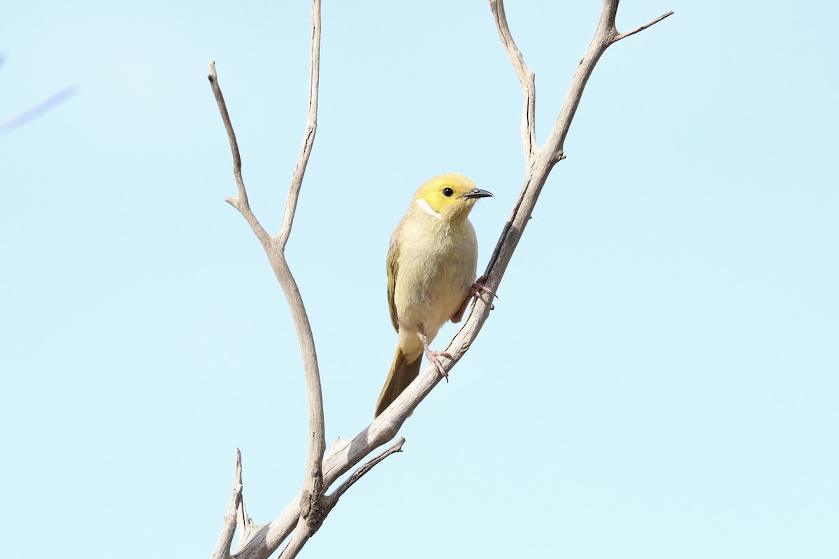 hvitsmykkehonningeter - ML645313798