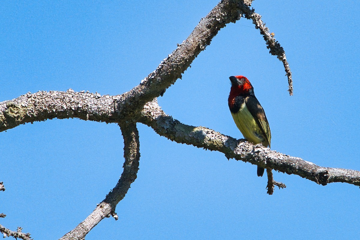 Black-collared Barbet - ML645313802