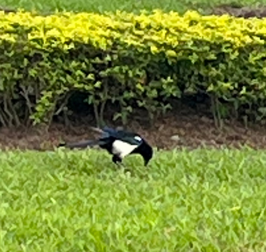 orientskjære - ML645313806