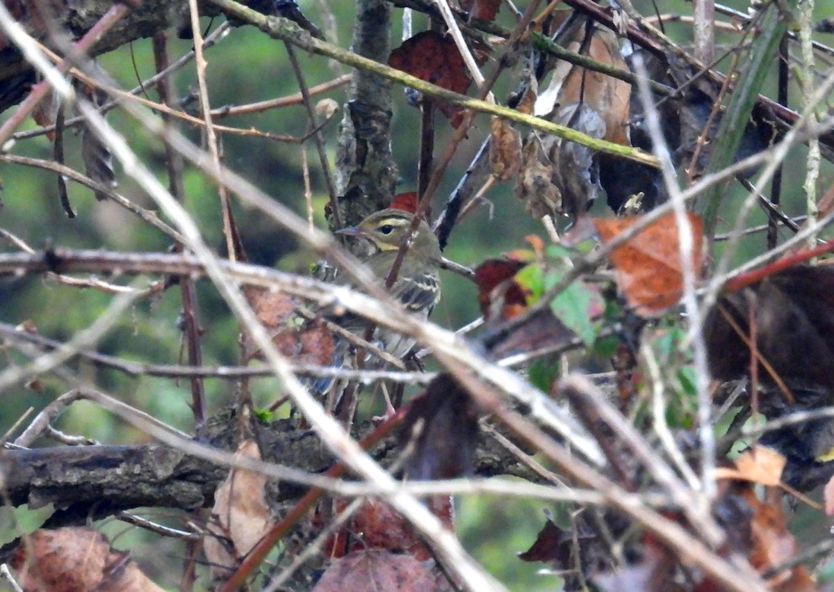 Olive-backed Pipit - ML645313807